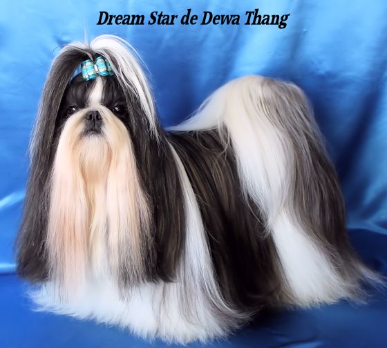 Dream star de Dewa Thang