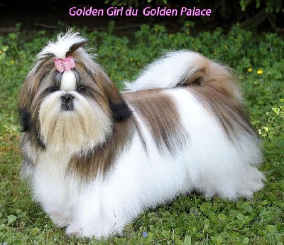 du Golden Palace - Golden Girl du Golden Palace (Fanfan)