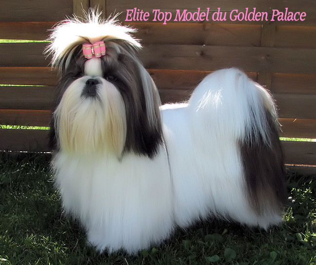 Elite top model du Golden Palace