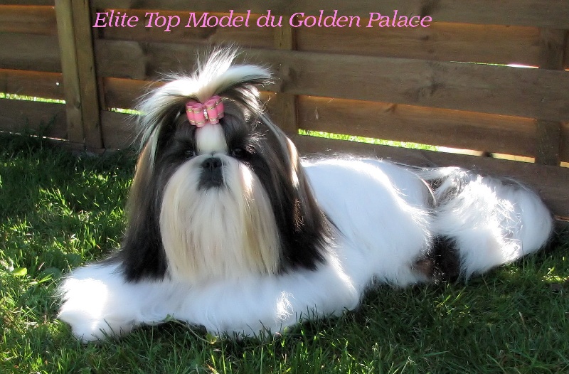 Elite top model du Golden Palace