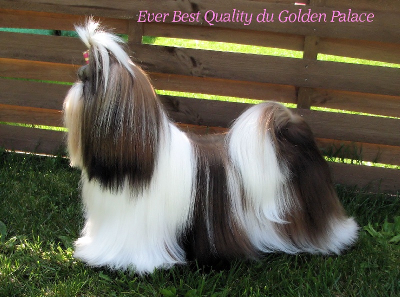 Ever best quality du Golden Palace