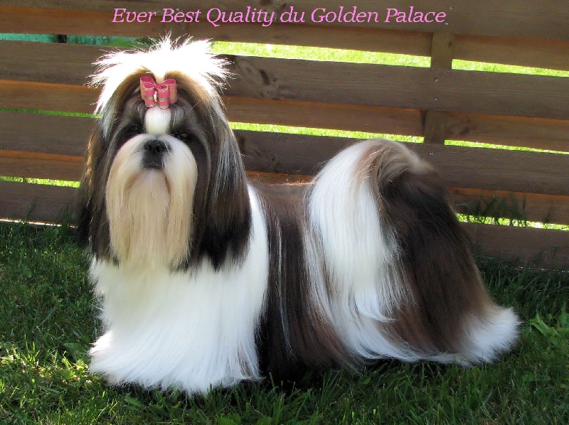 Ever best quality du Golden Palace