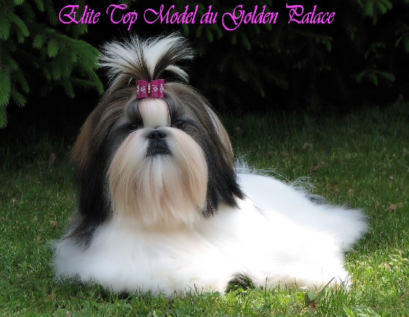 Elite top model du Golden Palace