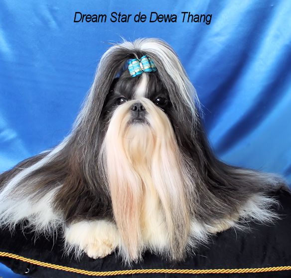 Dream star de Dewa Thang