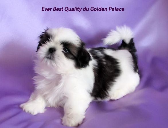 Ever best quality du Golden Palace