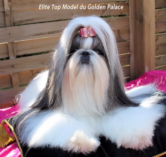 Elite top model du Golden Palace