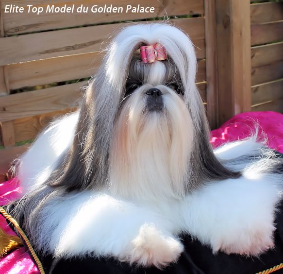 Elite top model du Golden Palace