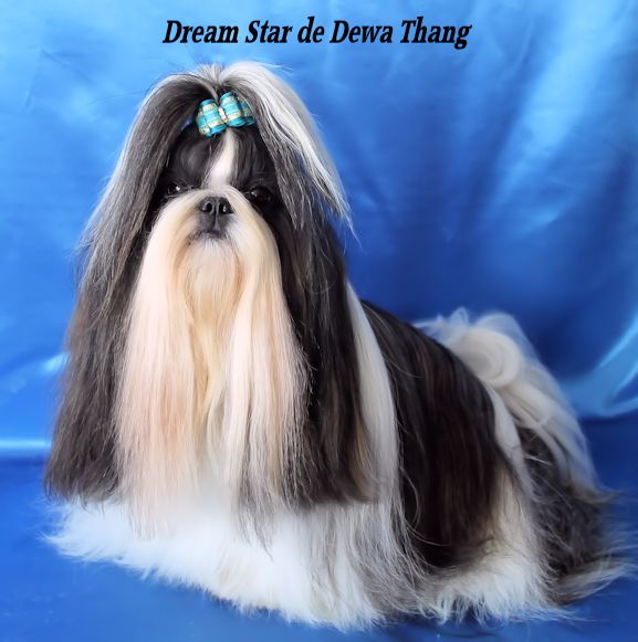 Dream star de Dewa Thang