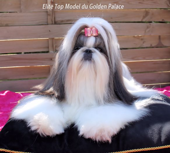 Elite top model du Golden Palace