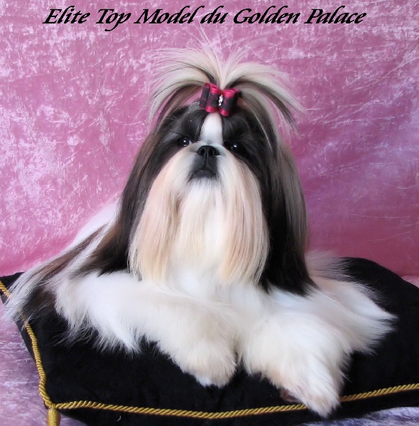 Elite top model du Golden Palace