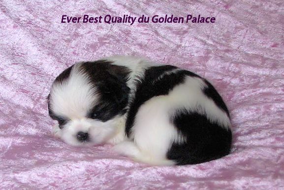 Ever best quality du Golden Palace