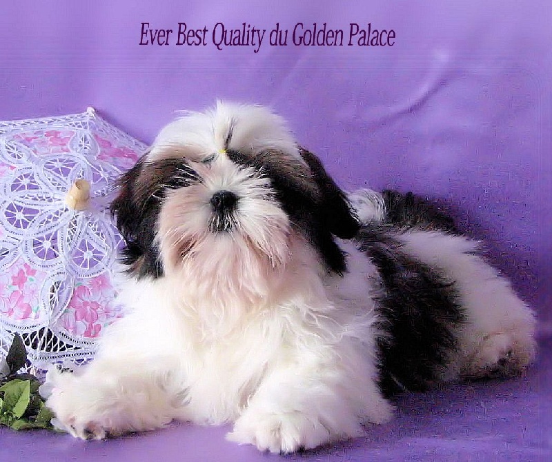 Ever best quality du Golden Palace