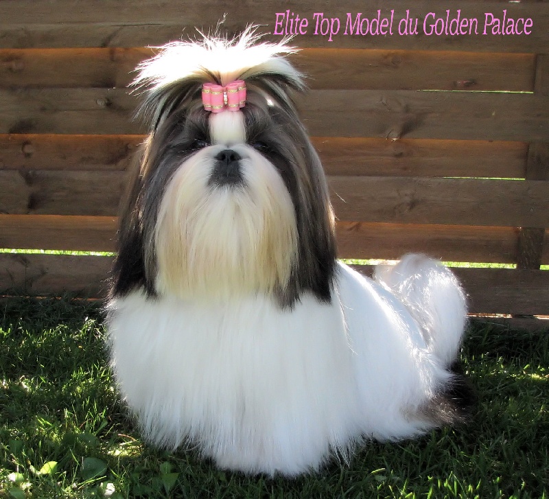 Elite top model du Golden Palace