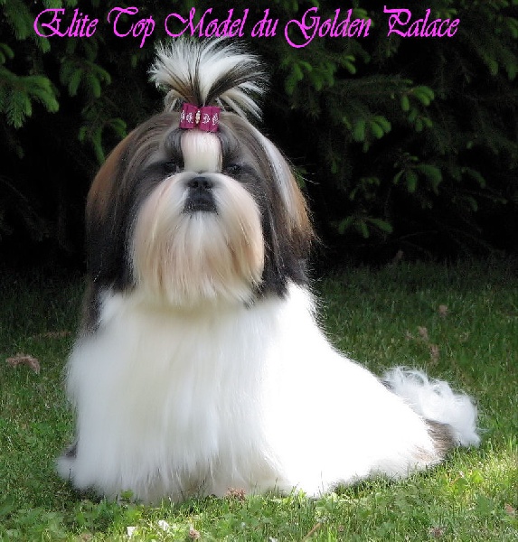 Elite top model du Golden Palace