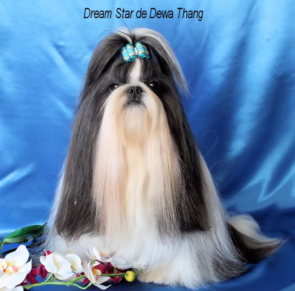 Dream star de Dewa Thang