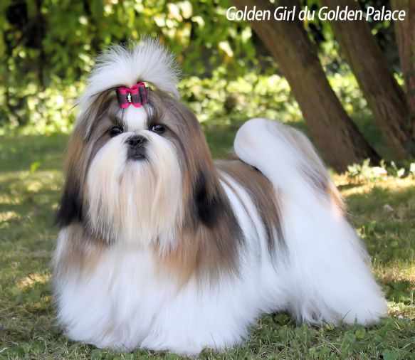 Golden girl du Golden Palace